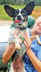 Pembroke Welsh Corgi Dogs for adoption in Griffin, GA, USA