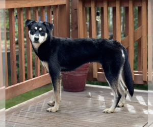 Labrador Retriever-Unknown Mix Dogs for adoption in Anchorage, AK, USA