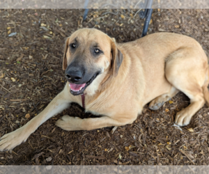 Anatolian Shepherd-Unknown Mix Dogs for adoption in Fresno, CA, USA