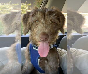 German Wirehaired Pointer-Unknown Mix Dogs for adoption in Lake Elsinore, CA, USA