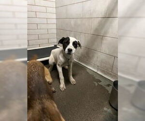 American Pit Bull Terrier-Unknown Mix Dogs for adoption in Stockton, CA, USA