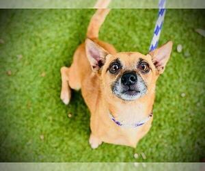 Chihuahua Dogs for adoption in Orlando, FL, USA