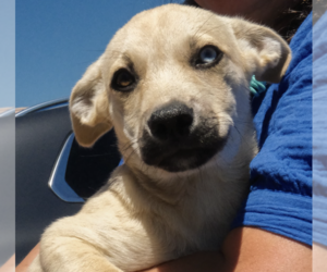 Siberian Husky-Unknown Mix Dogs for adoption in Brooklyn, NY, USA