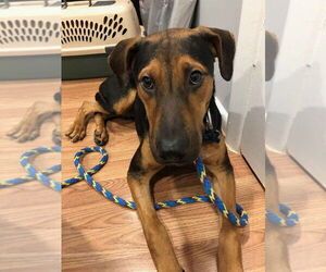 German Shepherd Dog-Unknown Mix Dogs for adoption in Mt. Airy, MD, USA