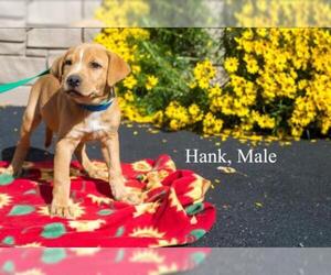 Labrador Retriever-Unknown Mix Dogs for adoption in Sterling, MA, USA