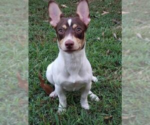 Jack-Rat Terrier Dogs for adoption in Fayetteville, GA, USA