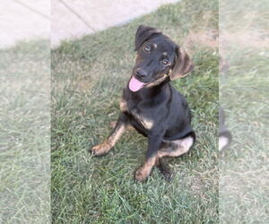 Mutt Dogs for adoption in Genesee, WI, USA