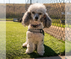 Poodle (Miniature) Dogs for adoption in Vail, AZ, USA