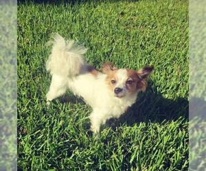 Papillon-Unknown Mix Dogs for adoption in Jacksonville, FL, USA