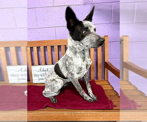 Mutt Dogs for adoption in Genesee, WI, USA