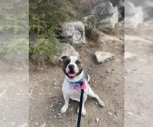 American Bulldog Dogs for adoption in San Jose, CA, USA
