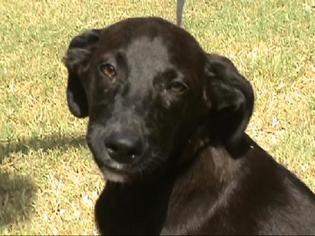 Medium Photo #1 German Shepherd Dog-Unknown Mix Puppy For Sale in Tyler, TX, USA