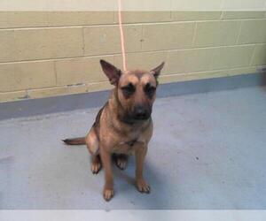 German Shepherd Dog-Unknown Mix Dogs for adoption in Tulsa, OK, USA