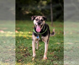 Medium Photo #1 Beagle-Unknown Mix Puppy For Sale in Arlington, VA, USA