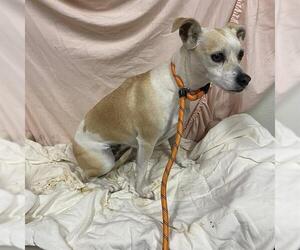 Chihuahua Dogs for adoption in Modesto, CA, USA