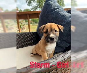 American Staffordshire Terrier-Unknown Mix Dogs for adoption in San Antonio, TX, USA