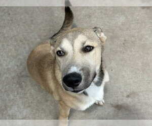 German Shepherd Dog Dogs for adoption in Tulsa, OK, USA