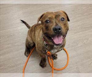 American Pit Bull Terrier-Unknown Mix Dogs for adoption in Martinez, CA, USA
