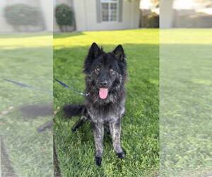 Chow Chow-Dutch Shepherd  Mix Dogs for adoption in Visalia, CA, USA