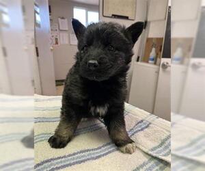 German Shepherd Dog-Unknown Mix Dogs for adoption in San Andreas, CA, USA