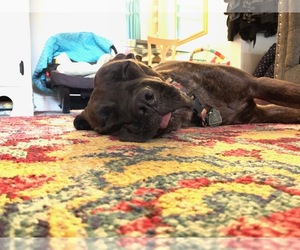 Presa Canario Dogs for adoption in COLUMBIA, MD, USA