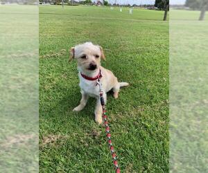 Border Terrier Dogs for adoption in Menifee, CA, USA