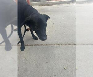 Labrador Retriever Dogs for adoption in West Valley, UT, USA