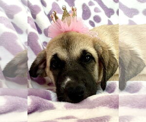 Mutt Dogs for adoption in Goodyear, AZ, USA