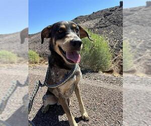 Australian Cattle Dog-Unknown Mix Dogs for adoption in Globe, AZ, USA