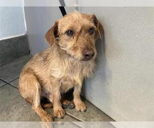 Mutt Dogs for adoption in San Antonio, TX, USA