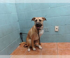 German Shepherd Dog Dogs for adoption in Downey, CA, USA