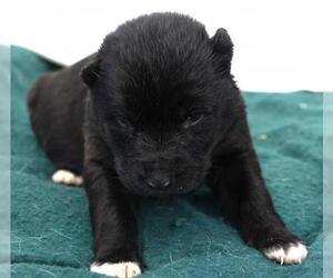 Mutt Dogs for adoption in Thief River Falls, MN, USA