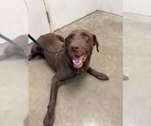 Medium Photo #2 Labrador Retriever Puppy For Sale in Rosenberg, TX, USA