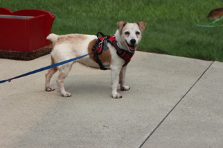 Jack Russell Terrier Dogs for adoption in Tonawanda, NY, USA