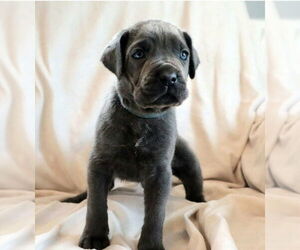 Neapolitan Mastiff-Unknown Mix Dogs for adoption in Lake Forest, CA, USA