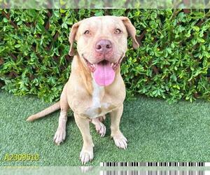 American Pit Bull Terrier Dogs for adoption in West Palm Beach, FL, USA