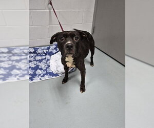 Staffordshire Bull Terrier Dogs for adoption in St. Cloud, FL, USA