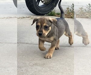 Mutt Dogs for adoption in Winter Park, CO, USA