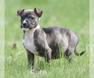 Medium Photo #4 Chihuahua-Unknown Mix Puppy For Sale in Mechanicsburg, PA, USA