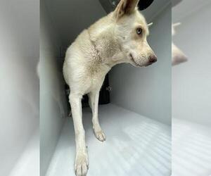 Siberian Husky-Unknown Mix Dogs for adoption in Houston, TX, USA