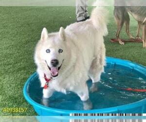 Siberian Husky Dogs for adoption in West Palm Beach, FL, USA