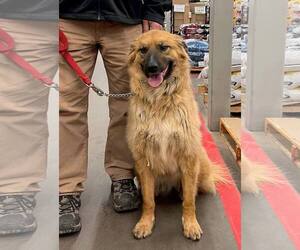 Australian Shepherd-Unknown Mix Dogs for adoption in Winter Park, CO, USA
