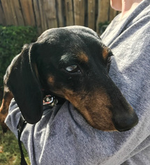 Dachshund Dogs for adoption in Chico, CA, USA