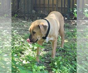Labrador Retriever-Unknown Mix Dogs for adoption in San Antonio, TX, USA