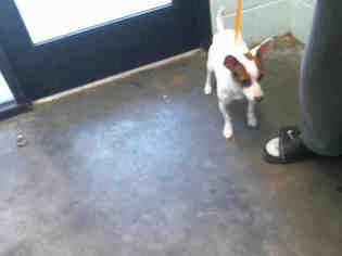Irish Terrier Dogs for adoption in Tulsa, OK, USA
