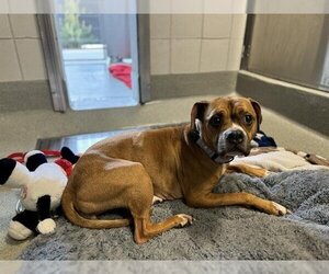 Boxer Dogs for adoption in San Martin, CA, USA