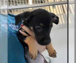 Doberman Pinscher Dogs for adoption in Sugar Land, TX, USA