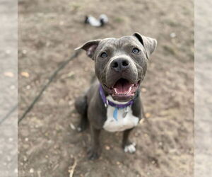 American Staffordshire Terrier Dogs for adoption in Aurora, CO, USA