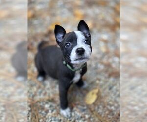 Mutt Dogs for adoption in Garden City, NY, USA