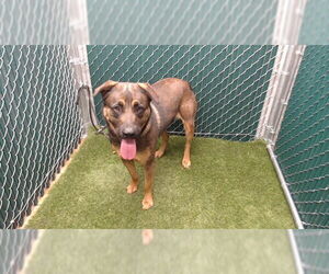 German Shepherd Dog Dogs for adoption in Downey, CA, USA